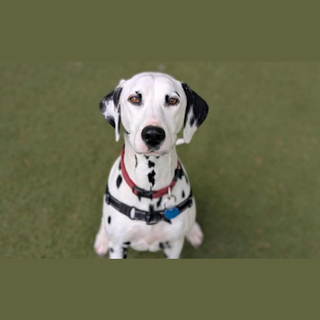 Photo of Arya