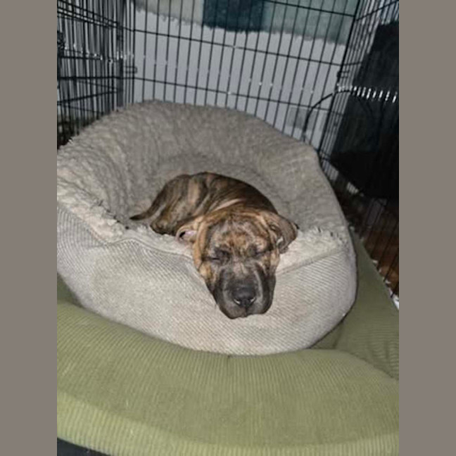 Photo of Rusty