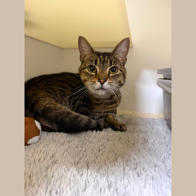 Photo of 🌨️ Misty 6956 🌨️