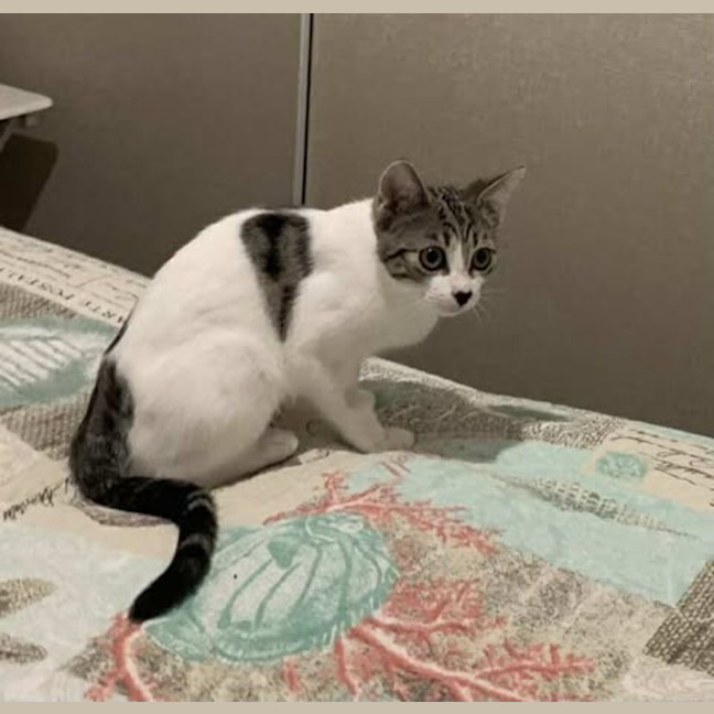 Photo of Patchy
