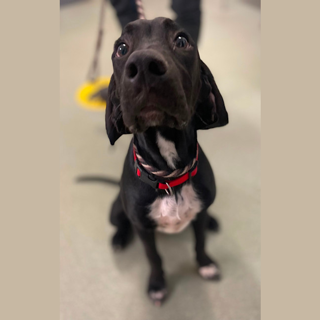 Photo of Rex