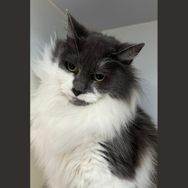 Photo of Smokey