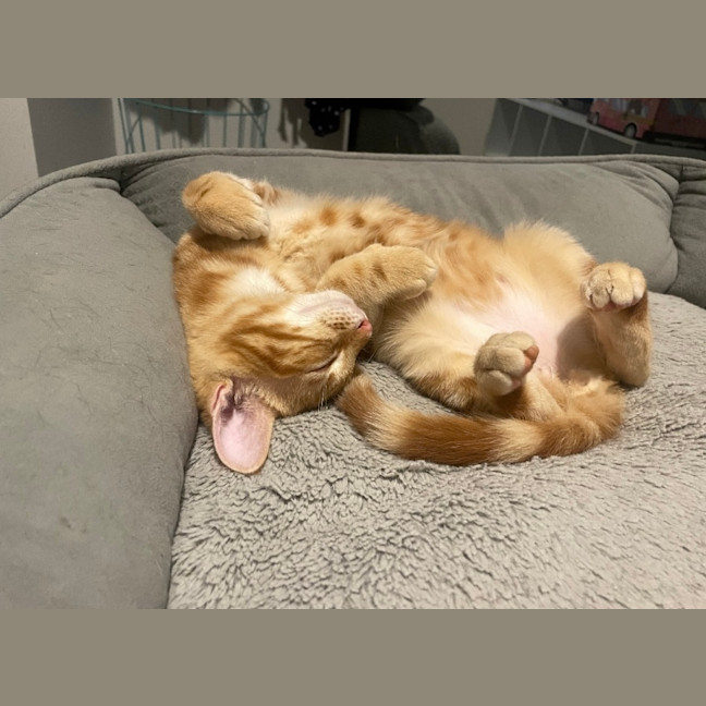 Photo of Seamus