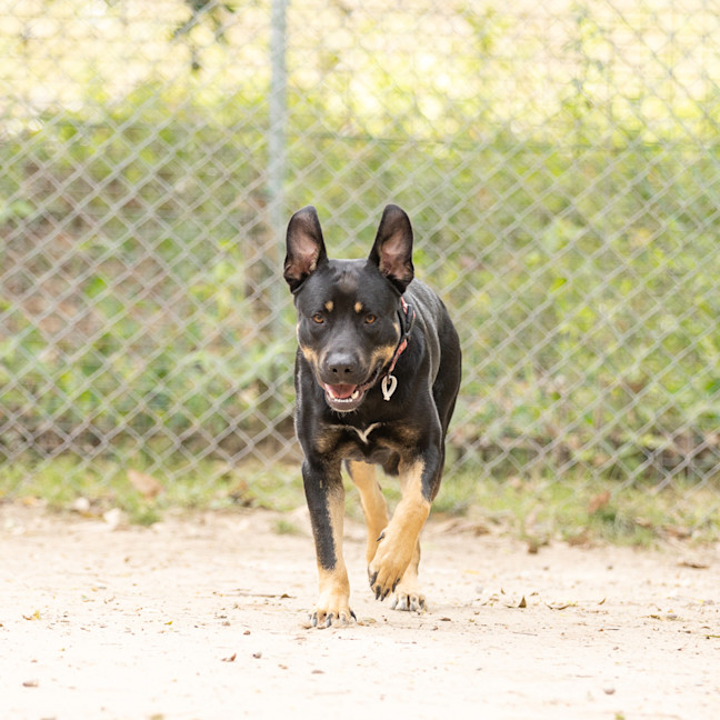 Photo of Echo