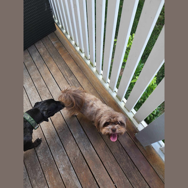 Photo of Nala And Ruby 