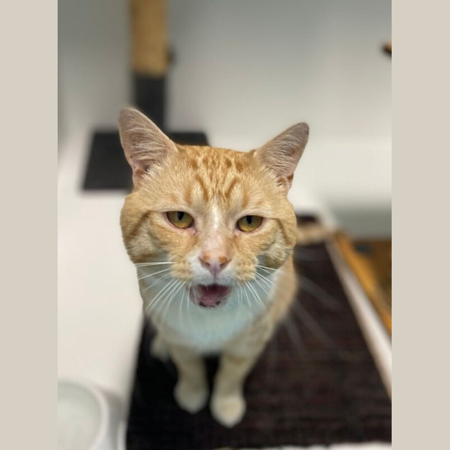 Photo of Bilbo Renamed To George