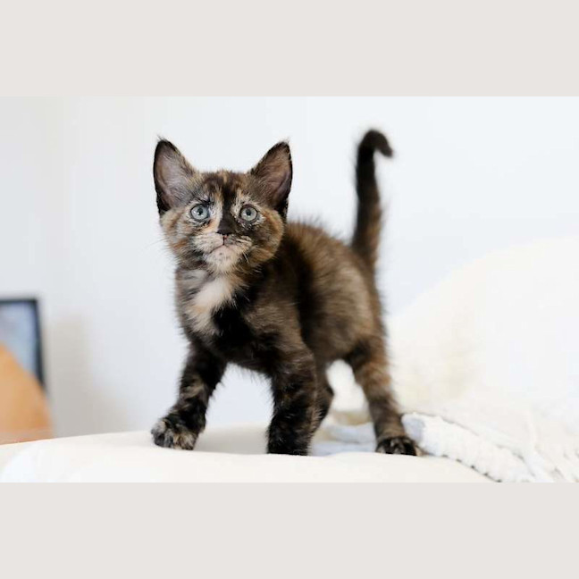 Photo of Junie