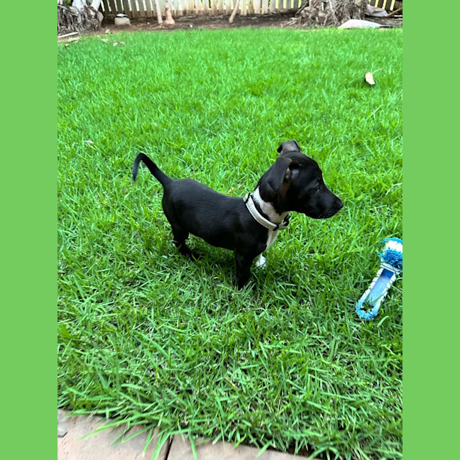 Photo of Zulu