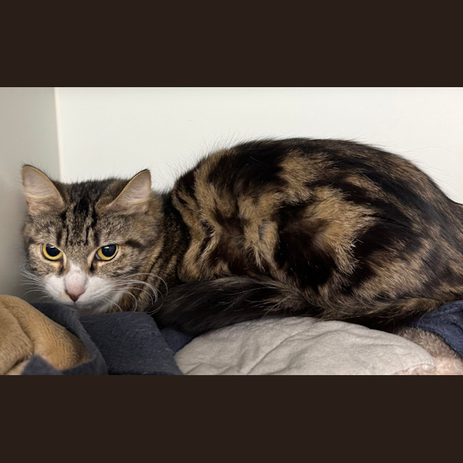 Photo of Luna