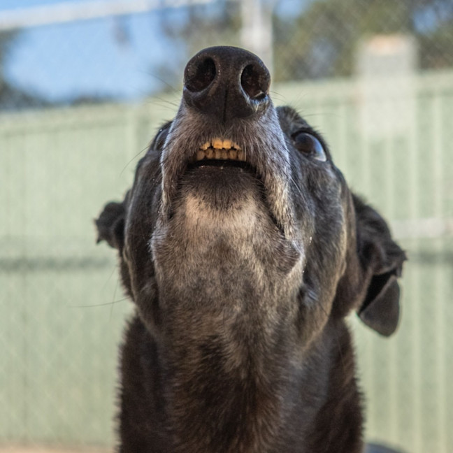 Photo of Tutu The Greyhound