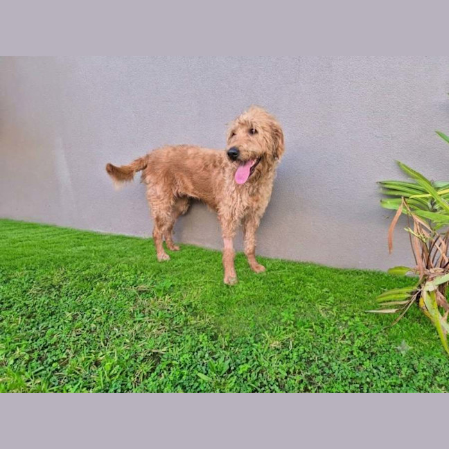 Photo of Tiki