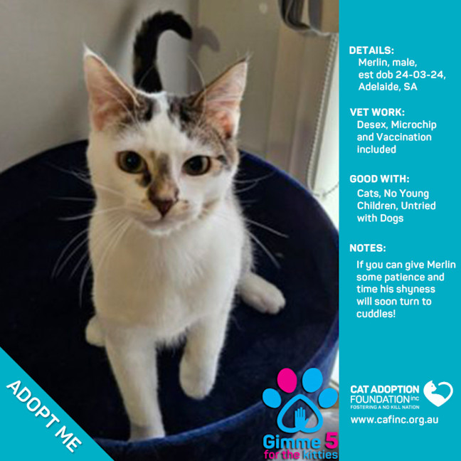 Photo of Merlin Just $50 Limited Time!