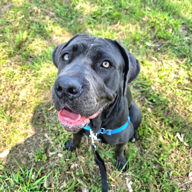Photo of Dandelion