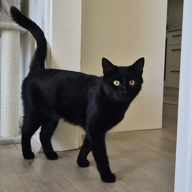 Photo of Liesa The Cat