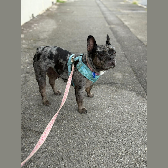 Photo of Coco   5 Year Old French Bulldog