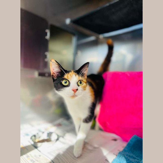 Photo of Lola