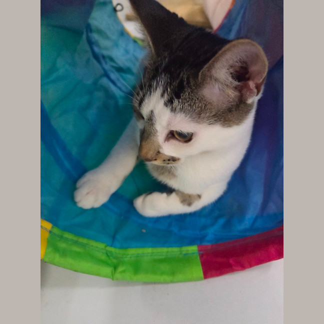 Photo of Alvin   Child, Cat And Dog Friendly