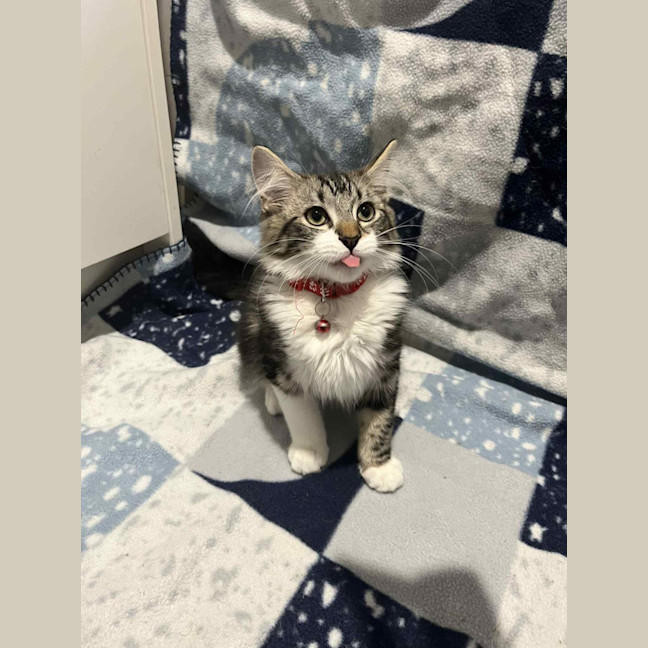 Photo of Gadget   Located In Pakenham