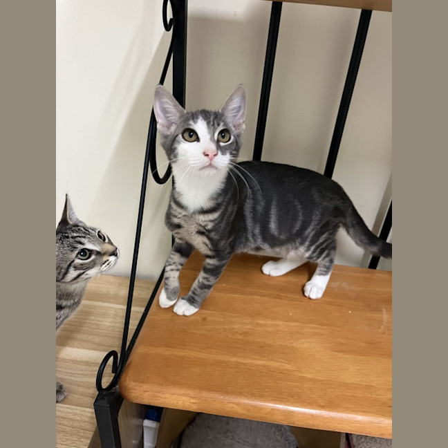 Photo of Cheeto   Now At Pet Quarters Rutherford