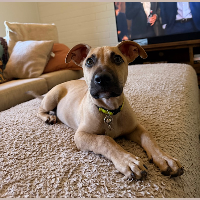 Photo of Louie