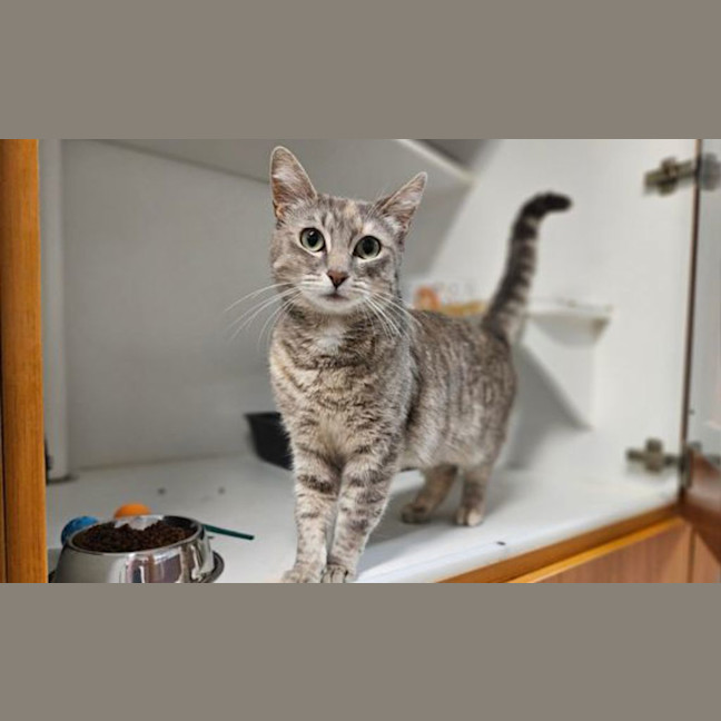 Photo of Moochi