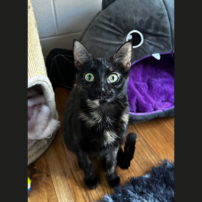 Photo of Raven