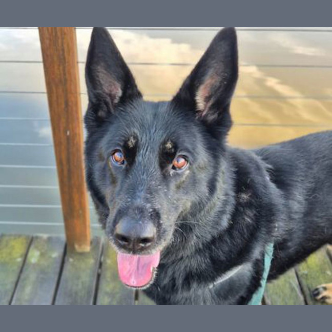 Photo of Rover
