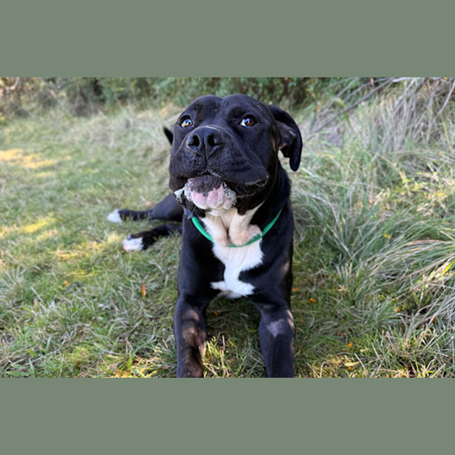 Photo of Archie
