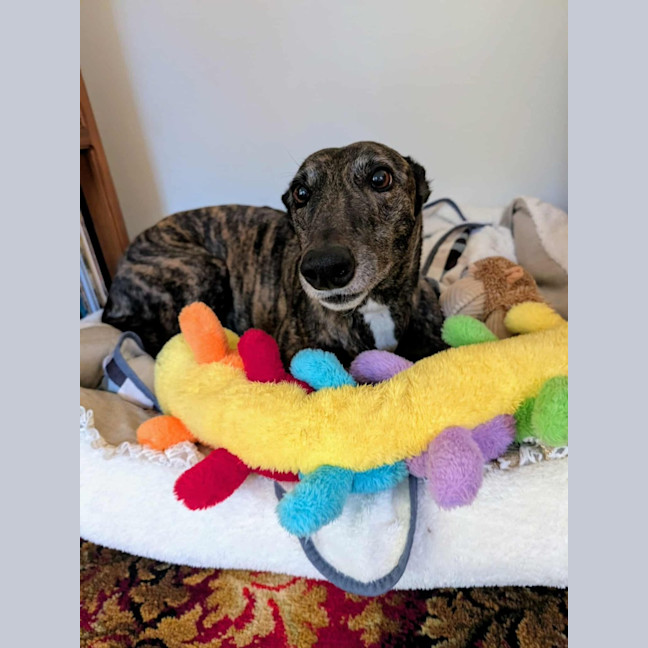 Photo of Tomi, The Greyhound