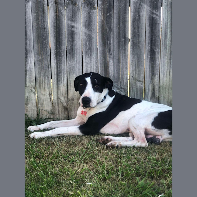 Photo of Koda