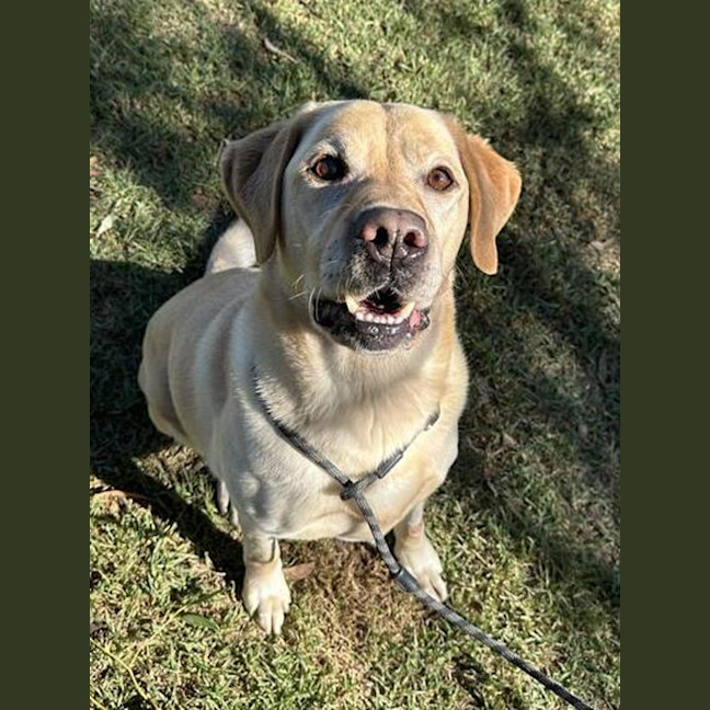 Photo of Arlo