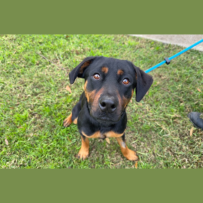 Photo of Sarge