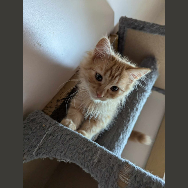 Photo of Fred Flintstone 