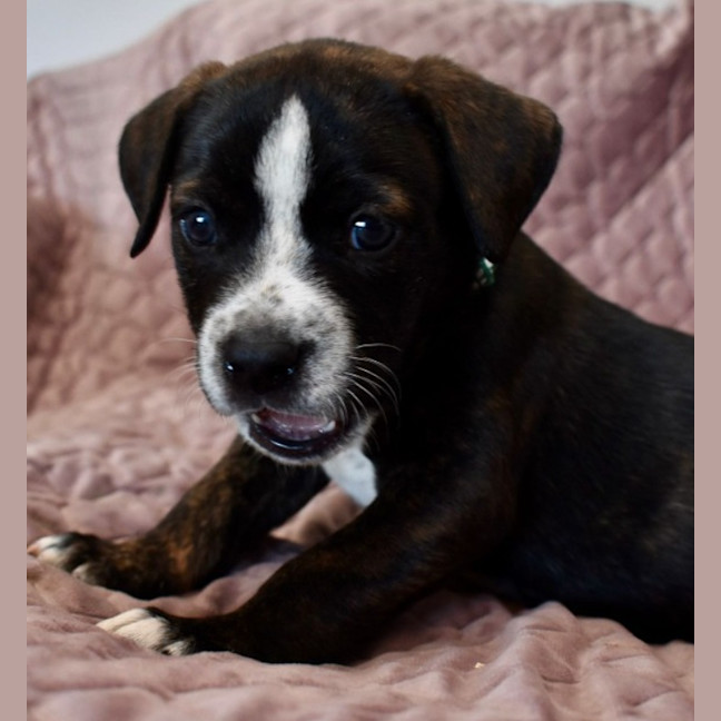 Photo of Samson