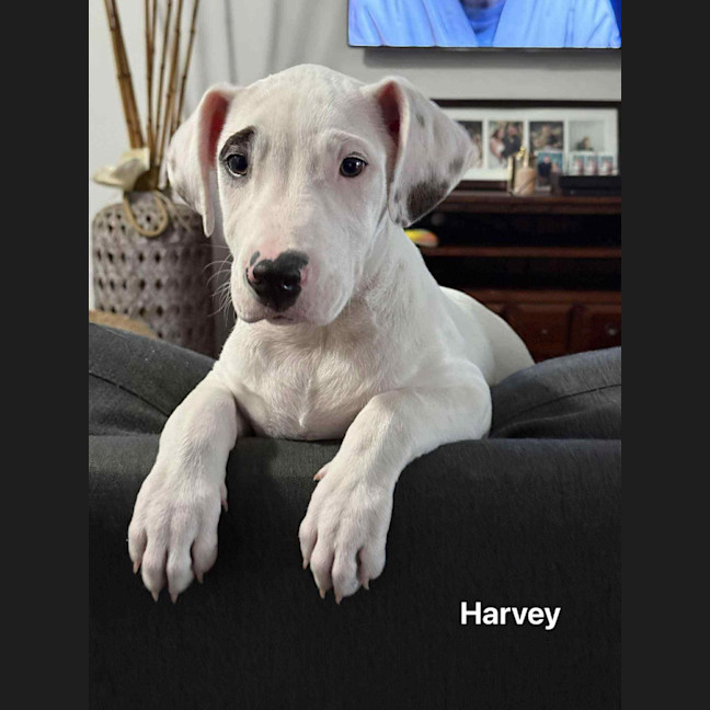 Photo of Harvey