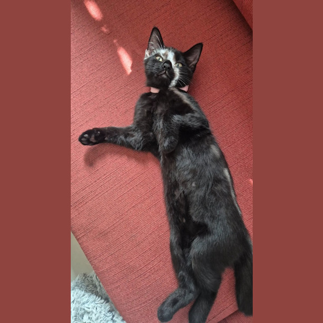 Photo of Purrsephone