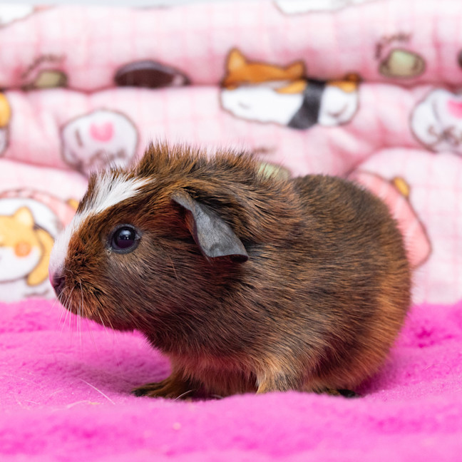 Photo of Clove
