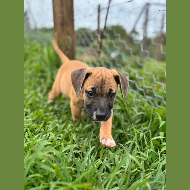 Photo of Rusty/Pumpkin Spice