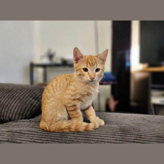 Photo of Elmo