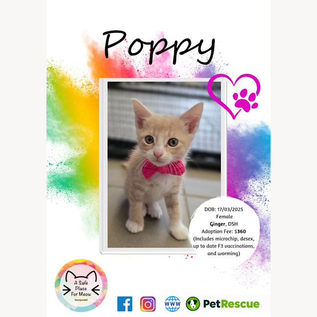 Photo of Poppy