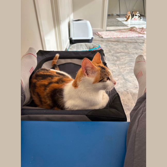 Photo of Annabelle