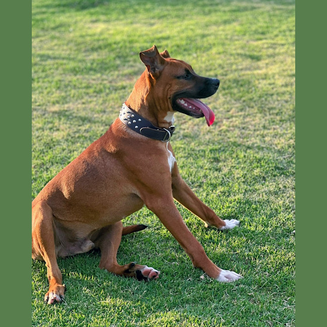 Photo of Rex