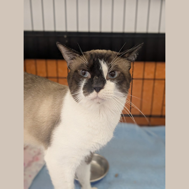 Photo of Custard