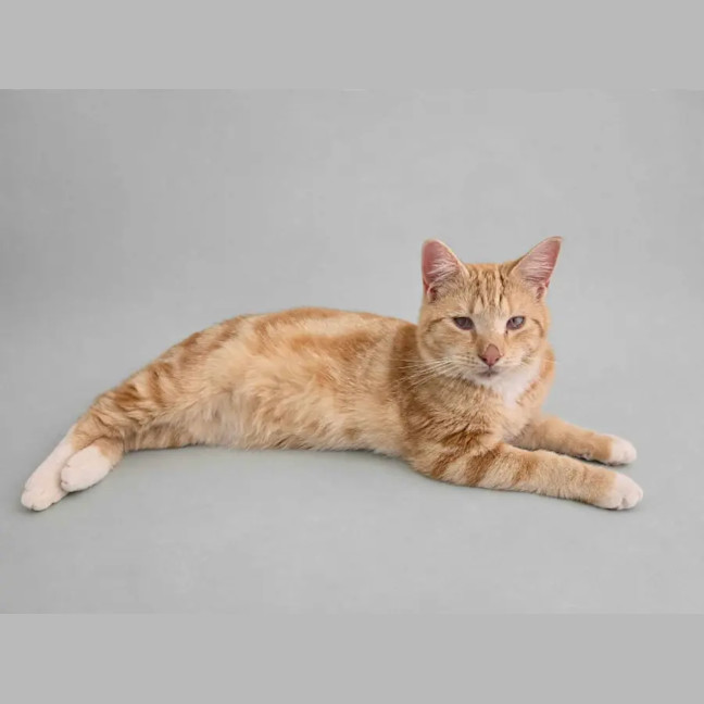 Photo of Shadow