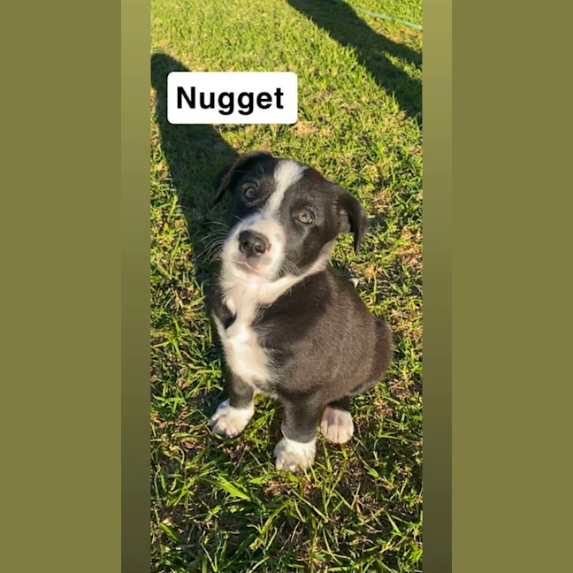 Photo of Nugget ~ 8 Week Old, Border Collie X Puppy, Male