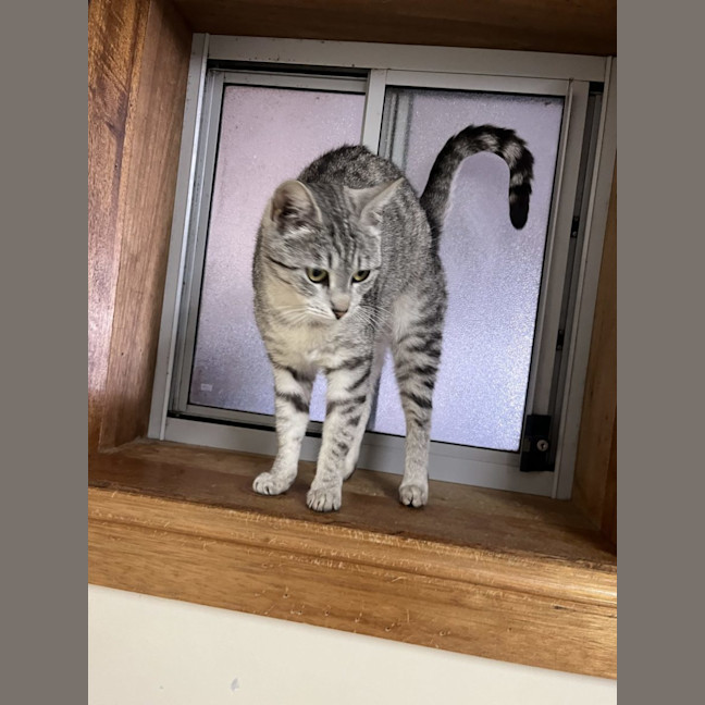 Photo of Nina   Available Pet Quarters Thornton 