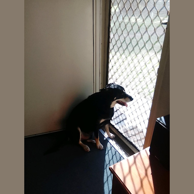Photo of Milo