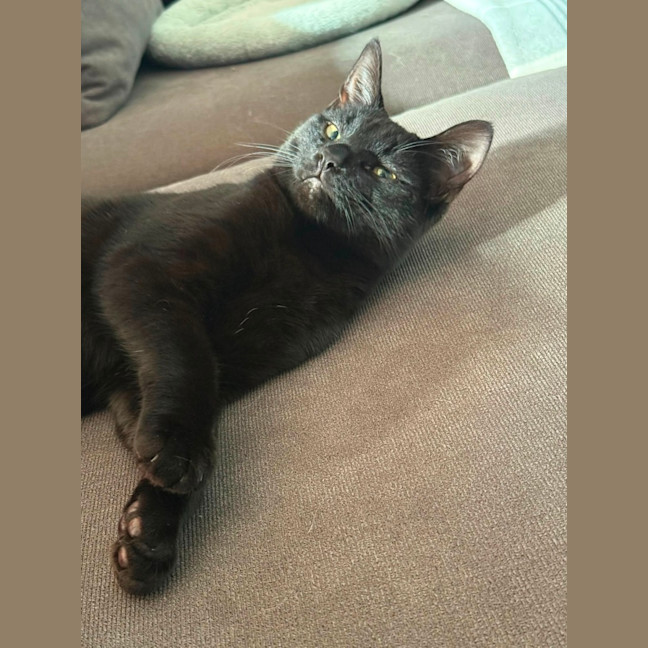 Photo of Domino 