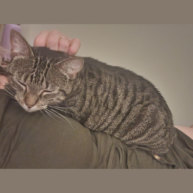 Photo of Tilly (Was Petal)