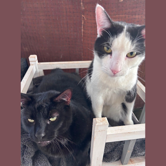 Photo of Oreo And Shadow